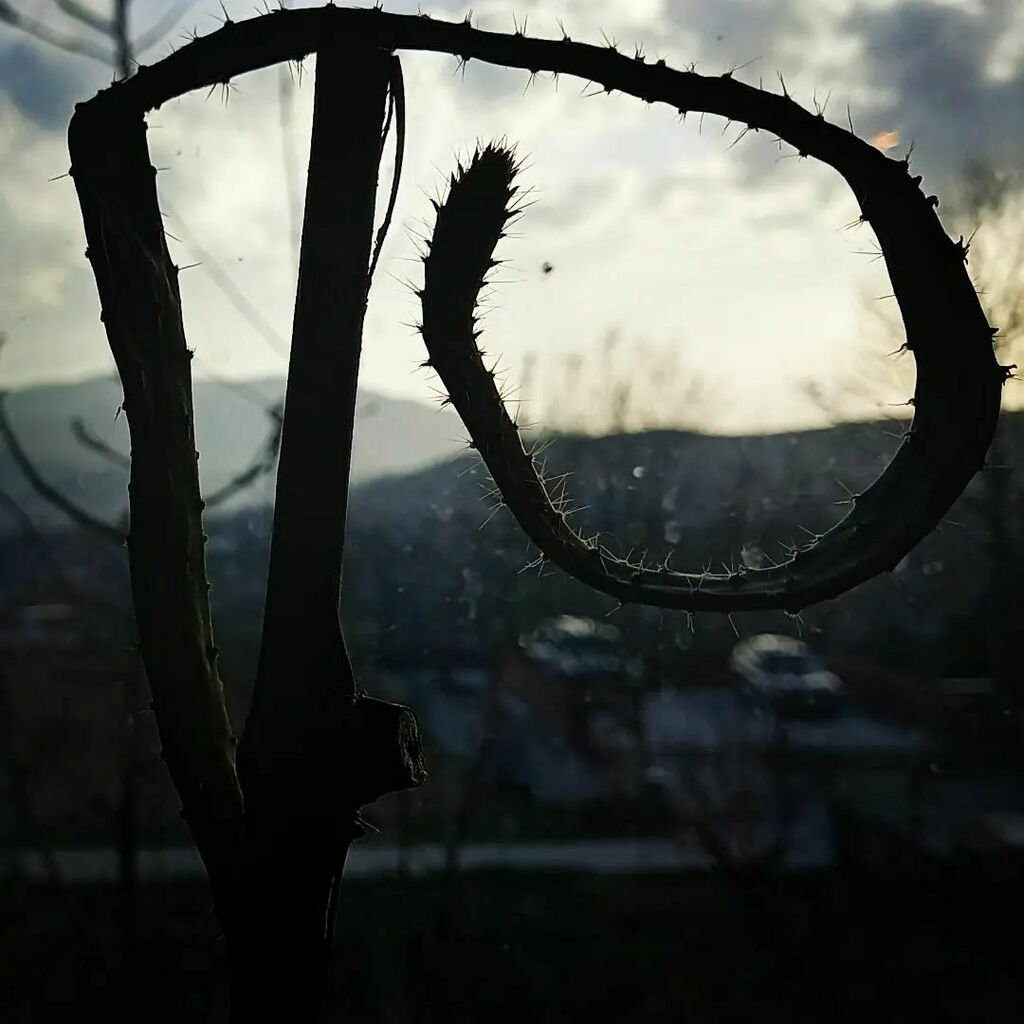 CatchArtWorld's tweet photo. Mood

#photooftheday #photos #photographylovers #photoobserve #cactus #plant #sunsets #sunset #photographie #photography #photogram #nature #natureart #moodoftheday #mood https://t.co/zHScf7Zn4M https://t.co/1b8fhAxLUh