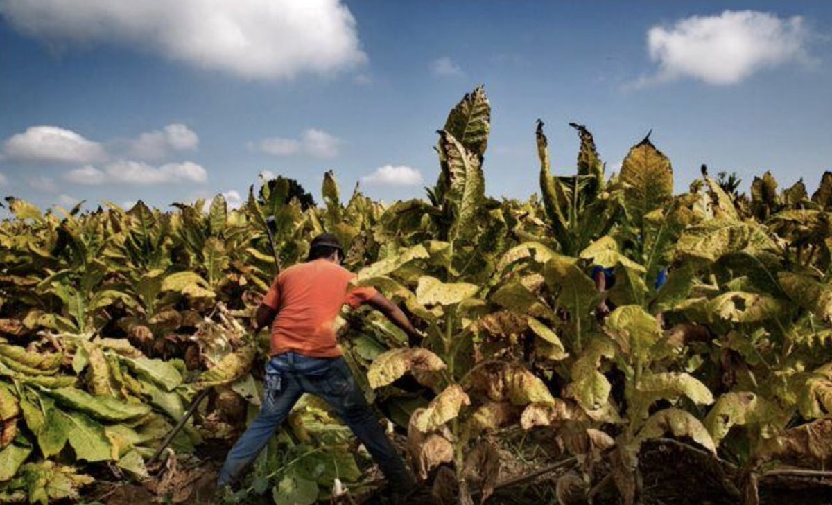 Jo Becker tweet media