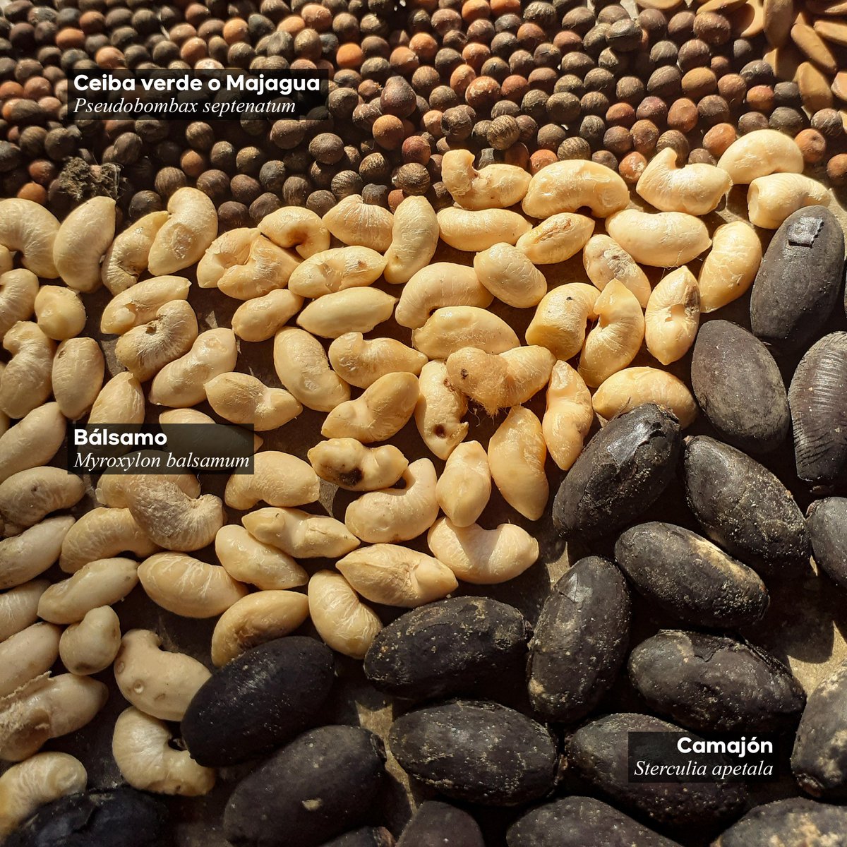 EnvolVertLatino's tweet image. ✅ Las semillas nativas del Bosque Seco Tropical permiten la regeneración de la vida y la protección de la biodiversidad. Su función ecológica es fundamental para la conservación ecosistémica 🌱🌳🐦

#EnvolVert #BosqueSecoTropical