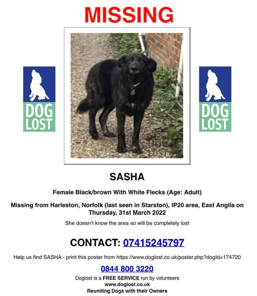 DogLost Norfolk Suffolk & Cambridgeshire tweet media