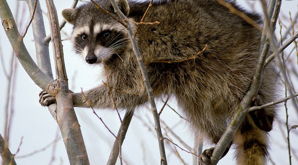 It’s Raccoon season again. These little bandits will once again be roaming O.S. in search of food.  Some may appear sick &amp; confused.  Do not approach. Call animal control 519-372-1123.  Calling 911 is for emergency purposes. <a href="/ChiefAmbroseOSP/">ChiefAmbroseOSPS</a> <a href="/JFluneyOSPS/">InspectorFluney OSPS</a> @Insp_DBishop <a href="/OSPApres/">James Boyle</a>