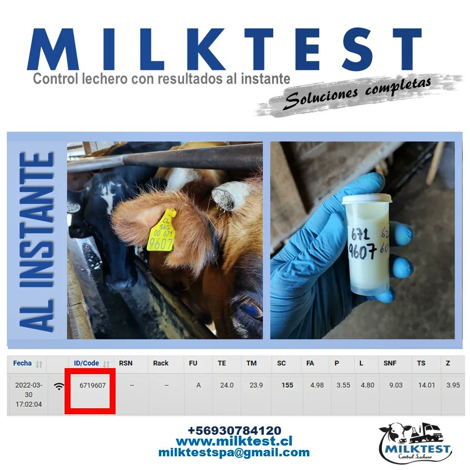 Milktest8's tweet photo. 1. Tomamos el número del animal 🐮
2. Sacamos la muestra de leche 🥛
3. Anotamos los litros desde el medidor.📑
4. Se obtienen los resultados al instante 📄✅👩‍⚕️👨‍⚕️ https://t.co/SyIz4sjmMW