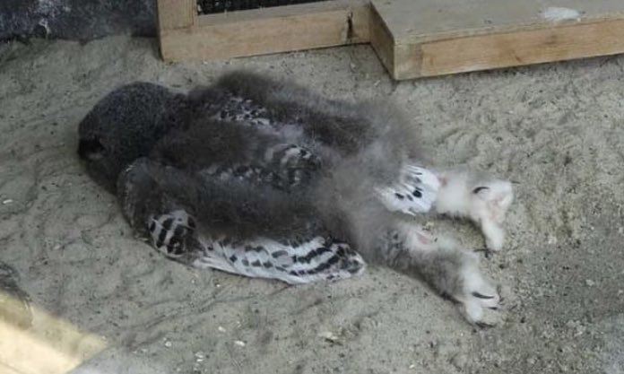 billifer1973's tweet photo. I was today years old when I learned that baby owls sleep face down because their heads are too heavy. 🦉 https://t.co/NSOWvfUHLu