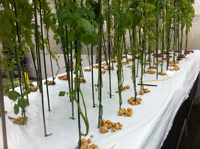 WorldlyHQ's tweet photo. Modern farming methods of growing potatoes using aeroponics. https://t.co/sOFAO3x9Sg