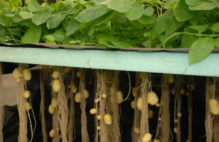 WorldlyHQ's tweet photo. Modern farming methods of growing potatoes using aeroponics. https://t.co/sOFAO3x9Sg