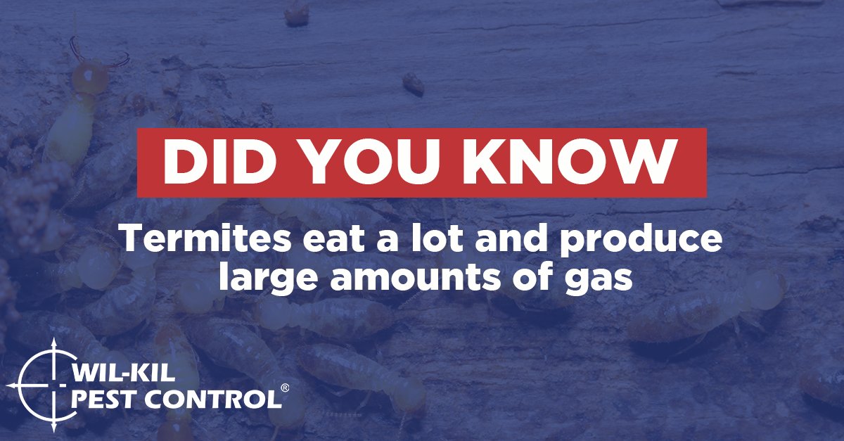 WilKilPest's tweet photo. Fun fact, as termites break down the wood they ingest, they release significant quantities of gas. According to scientists, termites release as much as 150 million tons of methane gas every year.
https://t.co/HMGRzmMpo0 https://t.co/PnkNAAGE6R