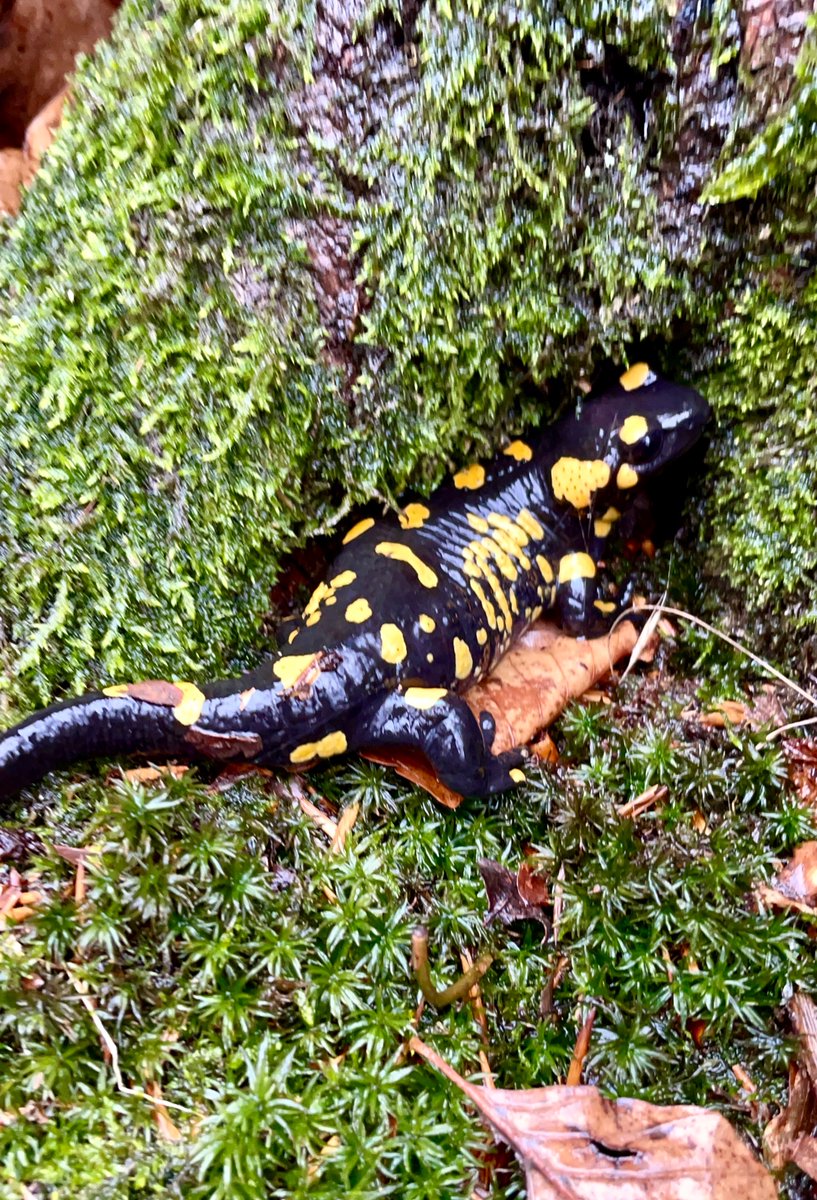 biobiiana's tweet photo. About 1️⃣2️⃣0️⃣ (!!) #firesalamanders in one day at @KLIVVWien / #FIWI…. I guess it’s okay to declare the start of the season! ⭐️ what a super team 😍 @CarolinDittrich @BosMyrna @crocnrollheart @PaleoProject_FG https://t.co/klyMQIFfwT