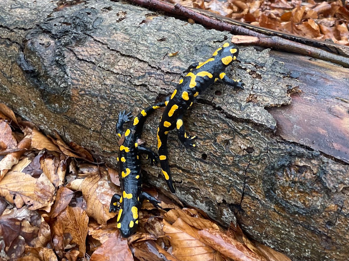 biobiiana's tweet photo. About 1️⃣2️⃣0️⃣ (!!) #firesalamanders in one day at @KLIVVWien / #FIWI…. I guess it’s okay to declare the start of the season! ⭐️ what a super team 😍 @CarolinDittrich @BosMyrna @crocnrollheart @PaleoProject_FG https://t.co/klyMQIFfwT