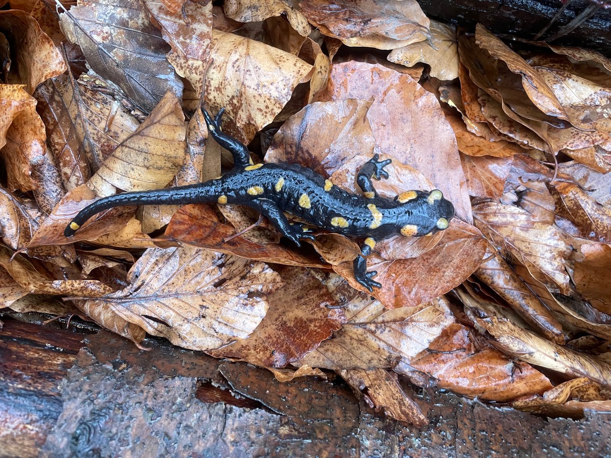 biobiiana's tweet photo. About 1️⃣2️⃣0️⃣ (!!) #firesalamanders in one day at @KLIVVWien / #FIWI…. I guess it’s okay to declare the start of the season! ⭐️ what a super team 😍 @CarolinDittrich @BosMyrna @crocnrollheart @PaleoProject_FG https://t.co/klyMQIFfwT