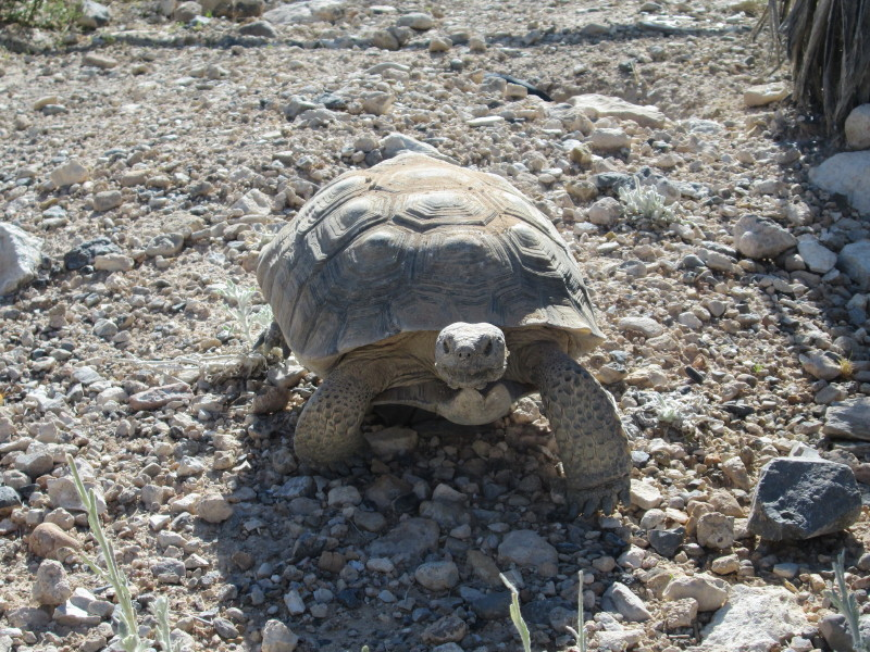 City Cast Las Vegas tweet media