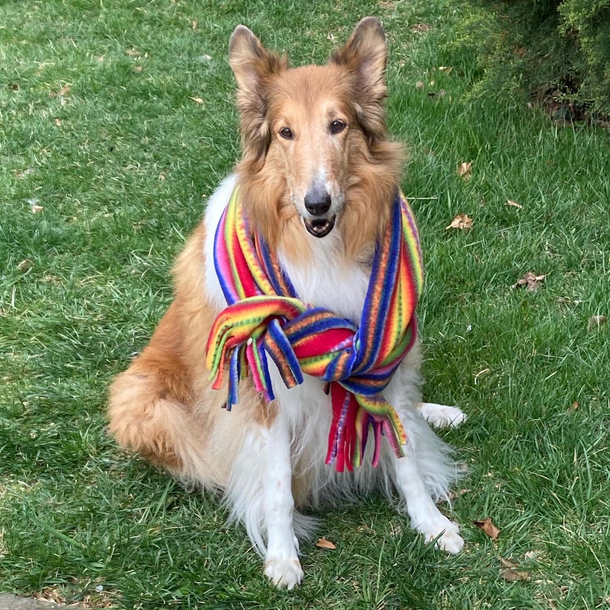 CollieCrusader's tweet photo. ๐ Happy Crayon ๐ Day!
Just #ColorMeHappy on #NationalCrayonDay ๐
We think ๐ค sidewalk chalk should count as a type of ๐ crayon!
#crayonday #colorfulme #colorfulscarf ๐งฃ #colorfulcollie #roughcollie #collie #crayons https://t.co/khVRp6BbDH