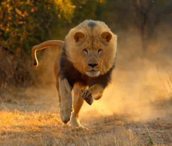 الأسد لا ينجح في الصيد
إلا في ربع محاولاته أي أنه يفشل في 75%
من محاولاته و ينجح في 25% منها فقط.....