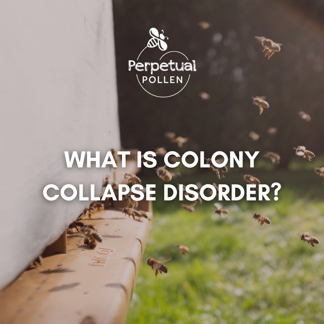 PerpetualPollen's tweet photo. Beehives cannot sustain themselves without worker bees. The events resulting in the loss of a bee colony have been called Colony Collapse Disorder.

Swipe left to learn more about CCD and the potential causes.

Source: EPA

#colonycollapsedisorder #honeybee #honeybees #pollinator https://t.co/V4MuGaNmMx