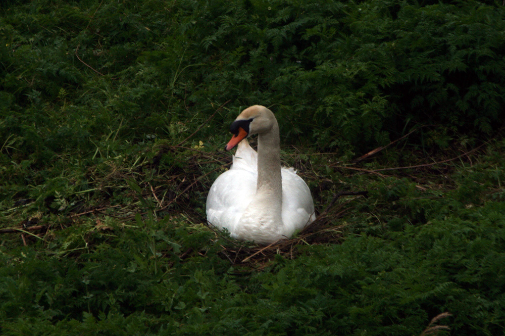 dvschend's tweet image. Jaaaa, mevrouw ligt daar al een dag en voor een reden. We zijn zwanger!!!!! 🦢😍🥰❤️

Morgen maar even @GemAlblasserdam bellen dat ze het eiland afsluiten met een dranghek.

#zwaan #swan #swanlife