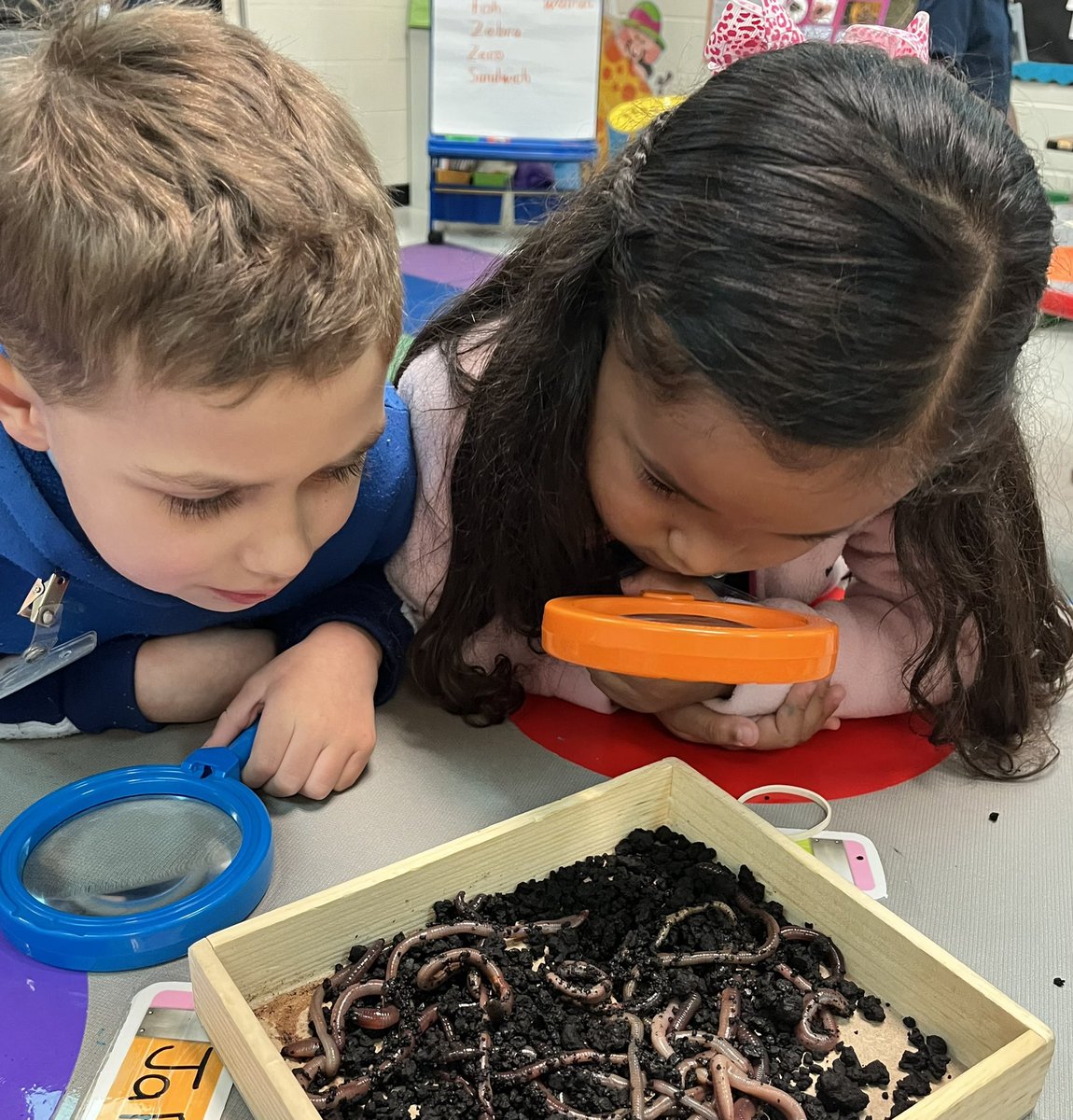 mrs_jander's tweet photo. Learning Fun with earthworms. In PreK we play, learn &amp; grow together! @NolaKWilson @OfficialCISD https://t.co/E7wlUXF8Hm