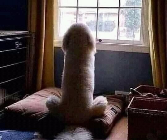 Tiger King (@tigerki03216988) on Twitter photo 