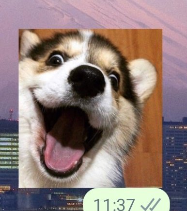 amoralesm__'s tweet photo. Estoy como este perrito https://t.co/Q5vBlfp2LV
