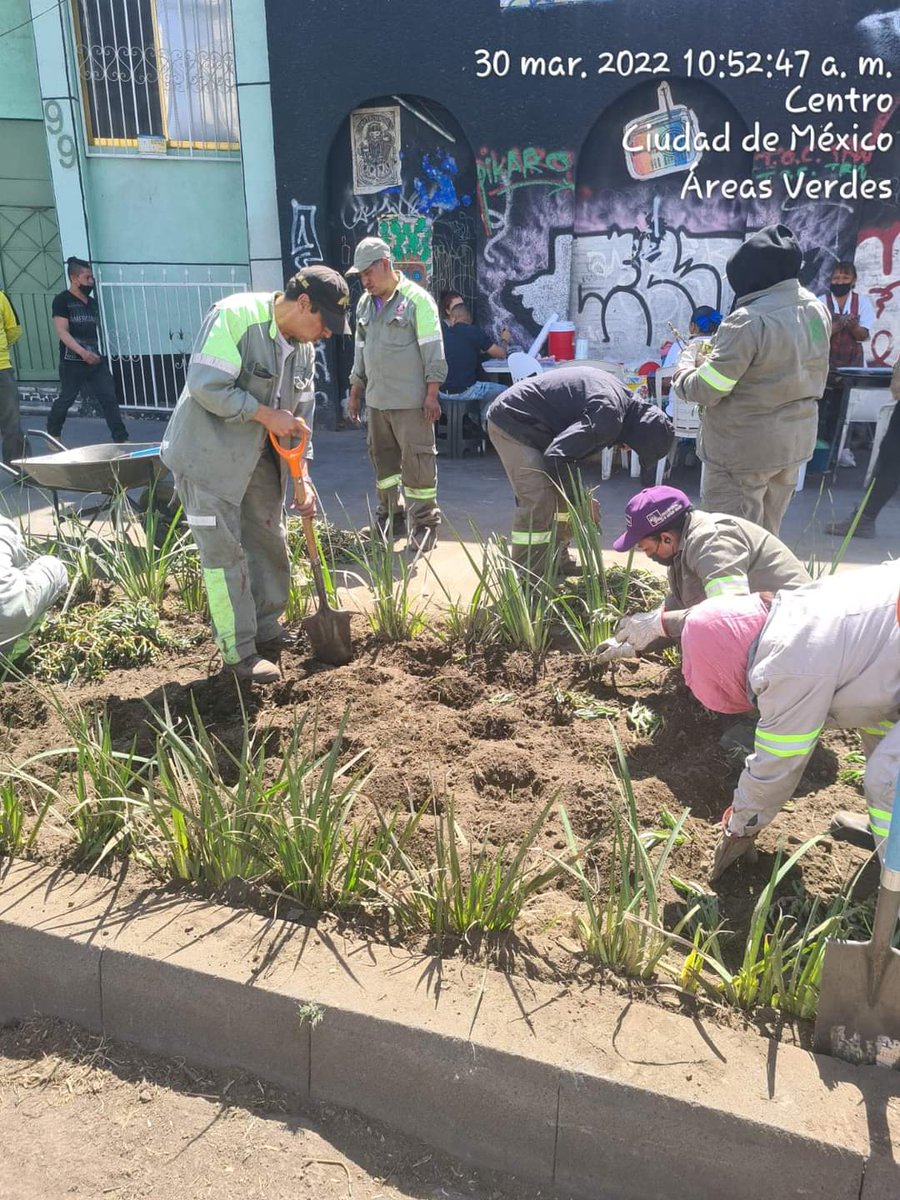 centro_alcaldia's tweet photo. En la #ColCentro realizamos trabajos de plantación,🌱 deshierbe y compactación de terreno en las jardineras🪴 de República de Ecuador esquina #EjeCentral Lázaro Cárdenas. https://t.co/OmHm5qi4s0