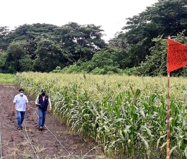 Agricultura_CZ4's tweet photo. Promovemos acciones que impulsen el desarrollo del agro, junto a @INIAPECUADOR realizamos inspecciones de campo en los cantones #Portoviejo y #SantaAna, asegurándonos que las semillas cumplan con los estandares de calidad que requiere la #LOASFAS para acceder a la certificación https://t.co/FNsaJpwjrL