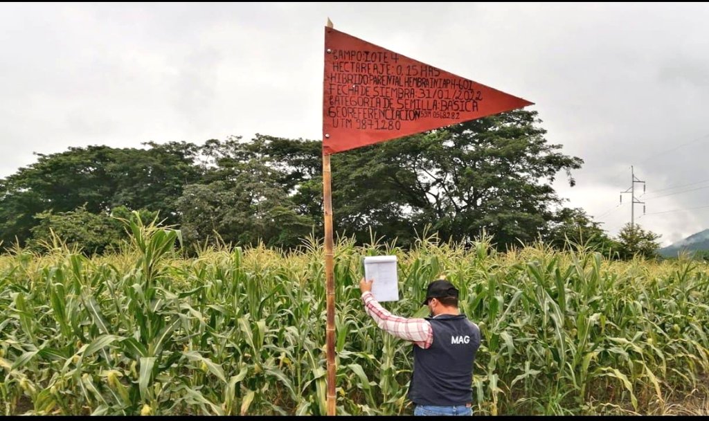 Agricultura_CZ4's tweet photo. Promovemos acciones que impulsen el desarrollo del agro, junto a @INIAPECUADOR realizamos inspecciones de campo en los cantones #Portoviejo y #SantaAna, asegurándonos que las semillas cumplan con los estandares de calidad que requiere la #LOASFAS para acceder a la certificación https://t.co/FNsaJpwjrL