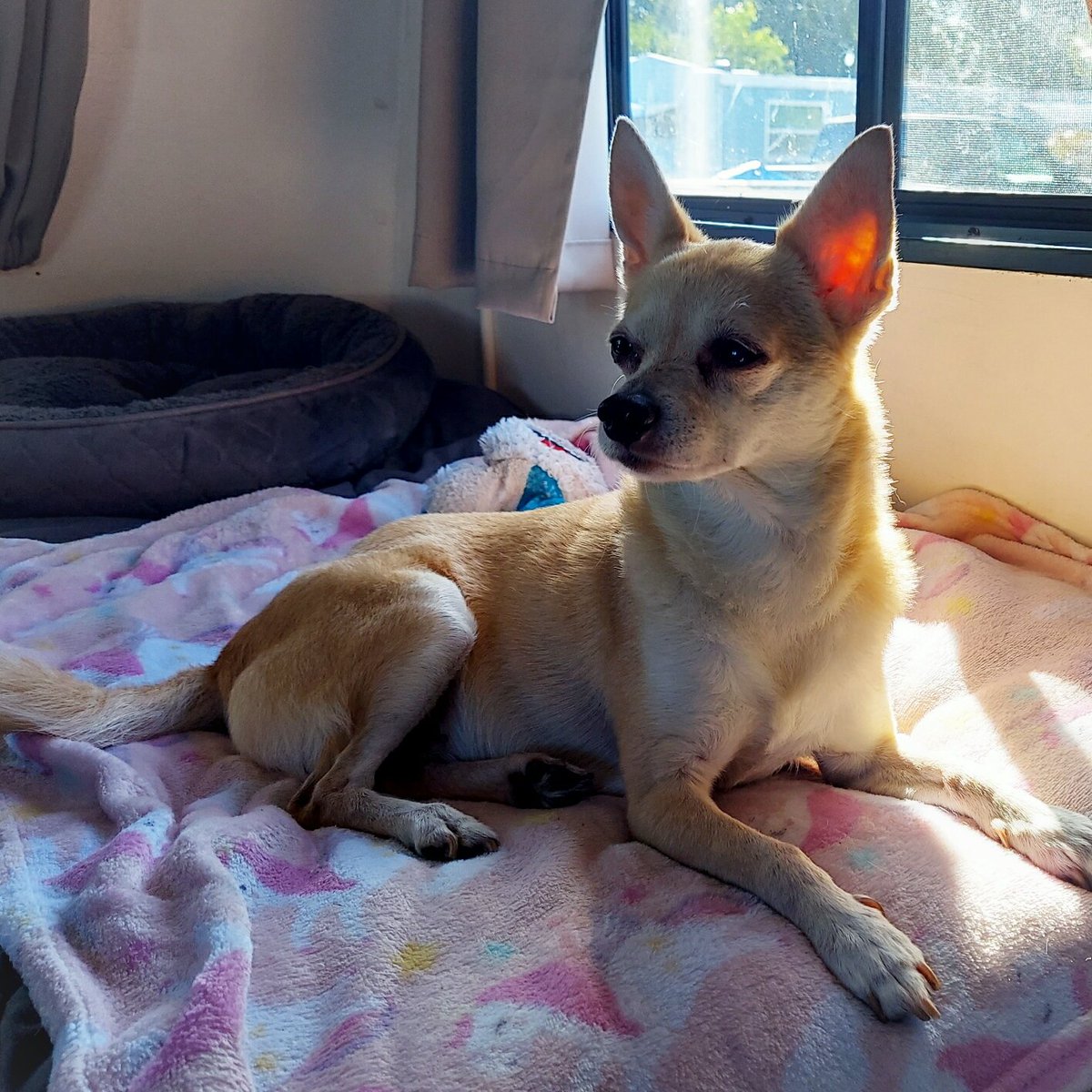 eatsleeprvrpt's tweet photo. Someone is very happy to be back in her #tinyhomeonwheels. It's time to settle back into our #JaycoRV #JayFlight and start planning our next adventure!
#rvlife #fulltimerv #letsjayco #chihuahuaterrier https://t.co/R1fQhMERfi