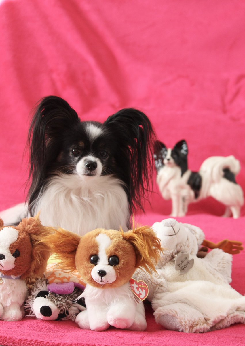 JanaHazelnut's tweet photo. Un papillon parmi les papillons #epagneulnain #chien #papillon https://t.co/hGC7m458F1