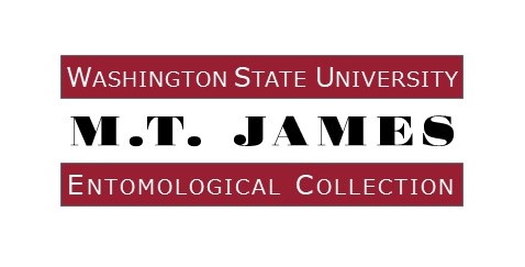 Elizabeth Murray (@phylosolving) on Twitter photo Collections Manager Wanted!!! We're hiring at Washington State University <a href="/wsucahnrs/">WSU CAHNRS</a>.
Come to <a href="/WSUEntomology/">WSU Entomology</a> and play a role in shaping one of the largest insect collections in the Pacific Northwest US. museum.entomology.wsu.edu
* wsu.wd5.myworkdayjobs.com/en-US/WSU_Jobs… *
Please spread the word Collections Manager Wanted!!! We're hiring at Washington State University <a href="/wsucahnrs/">WSU CAHNRS</a>.
Come to <a href="/WSUEntomology/">WSU Entomology</a> and play a role in shaping one of the largest insect collections in the Pacific Northwest US. museum.entomology.wsu.edu
* wsu.wd5.myworkdayjobs.com/en-US/WSU_Jobs… *
Please spread the word