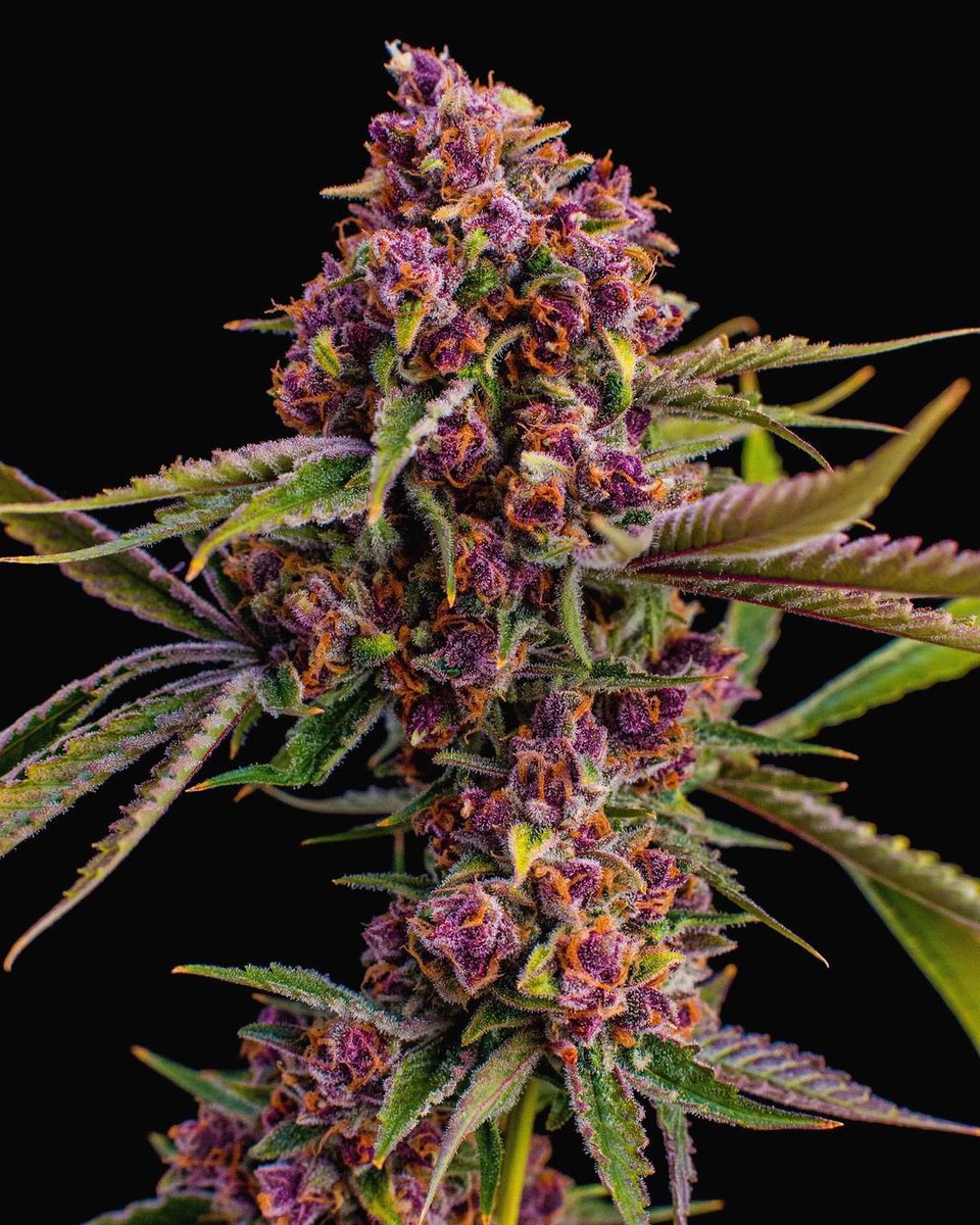 WeedGolD tweet media