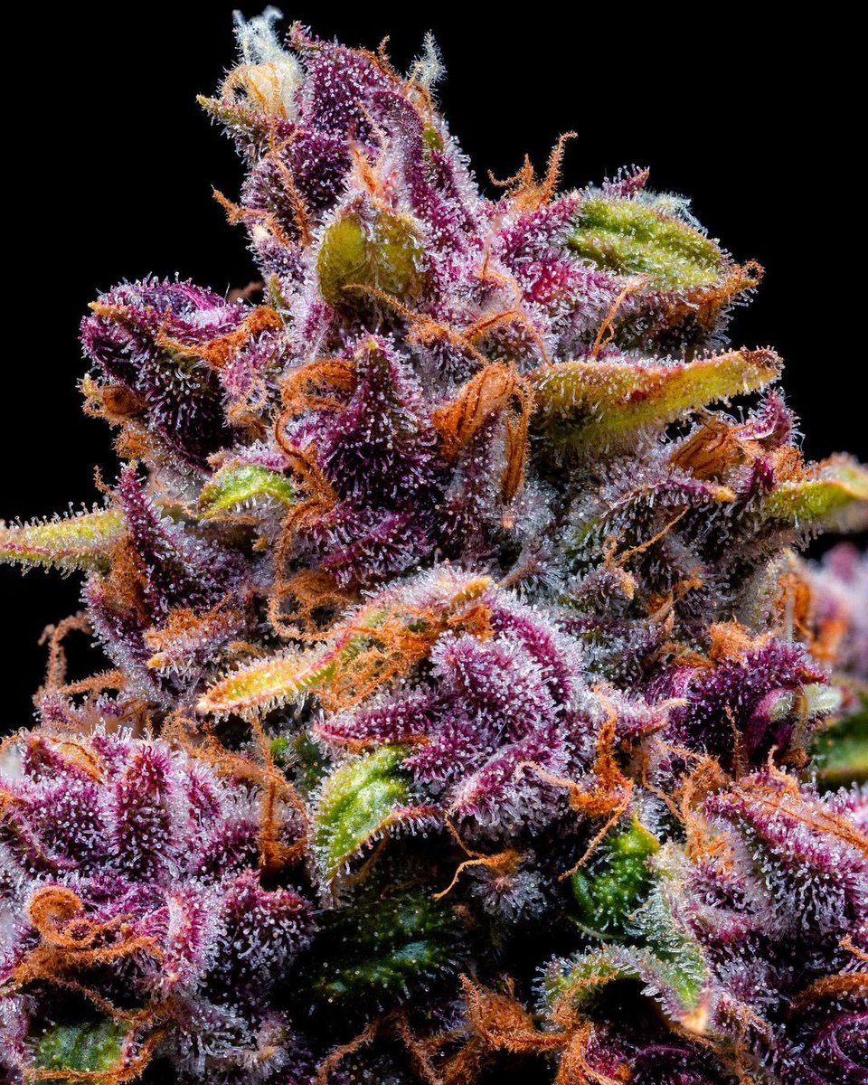 WeedGolD tweet media