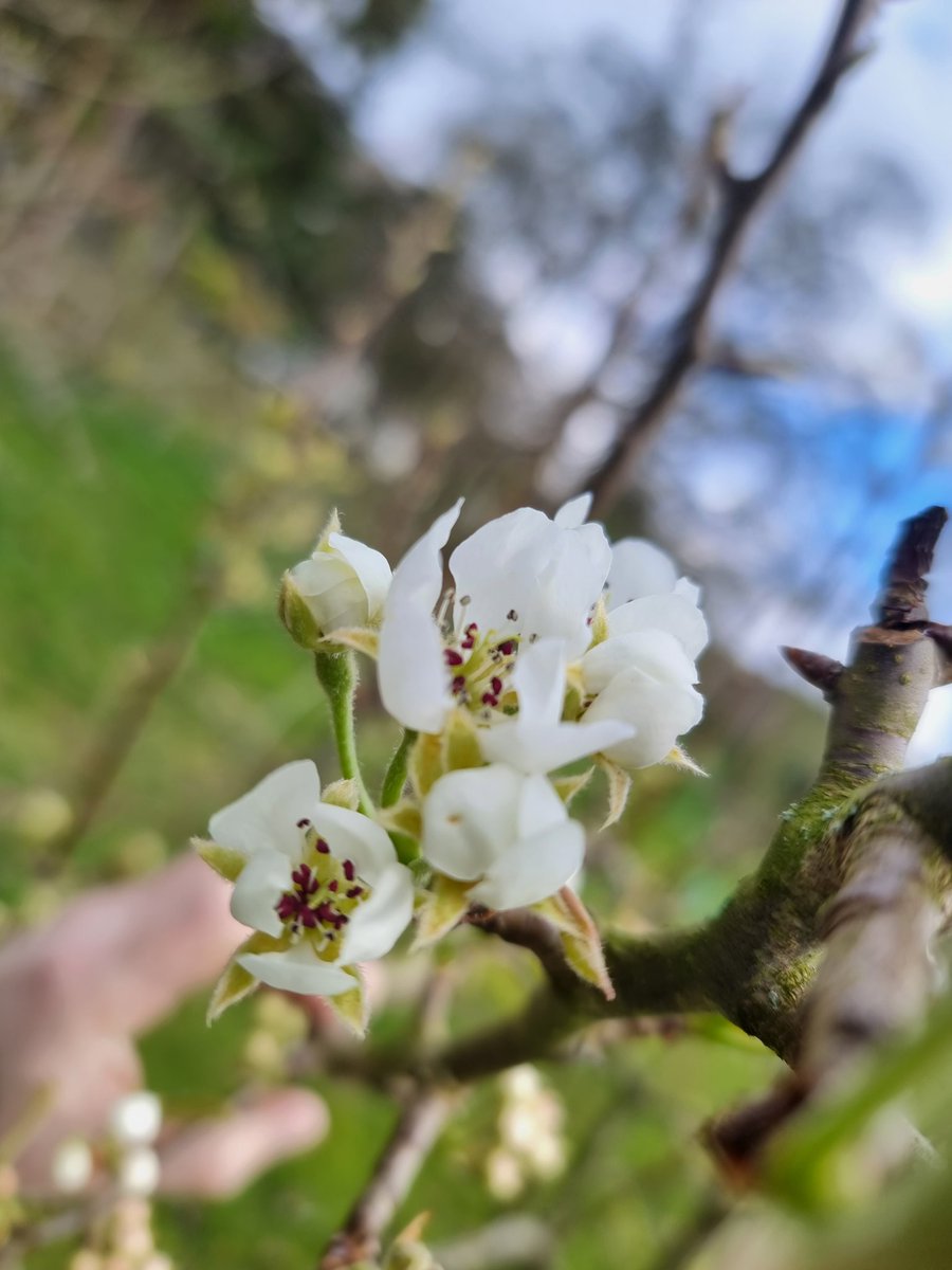 RANDOM APPLE COMPANY tweet media