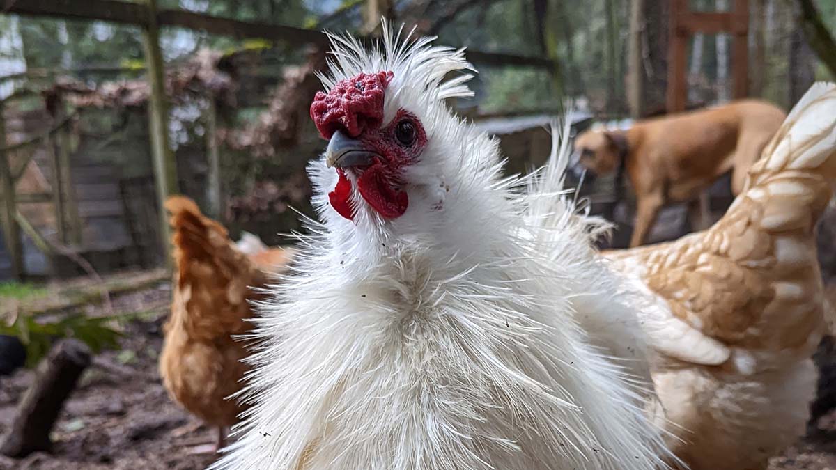 madebygoogle's tweet photo. For #TransDayOfVisibility, #TeamPixel member @epicdanger shares moments of his life in a rainforest with his blended family—from celebrating accomplishments with a #DidItList 📝 to running a chicken sanctuary. 🐓

Comment what would be on your March “DID IT LIST”! #SeenOnPixel https://t.co/6LuG9TQk6G