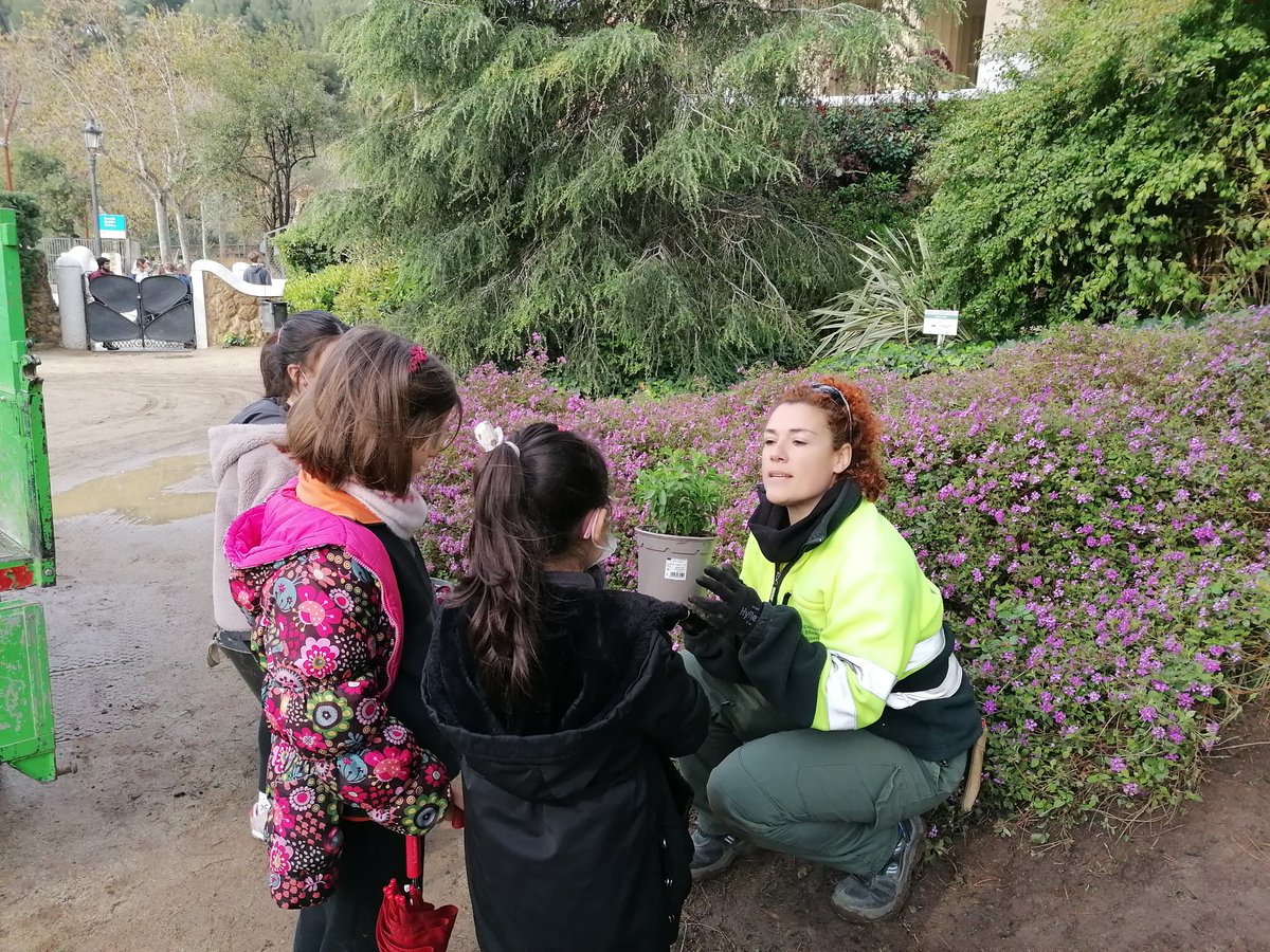 Lsceraldi's tweet photo. Avui la #PIN2 de #JEGràcia va participar de la #FestadelaPrimavera fent una plantada al  #ParkGüell .
Van treballar amb els jardiners i jardineres que cada dia cuiden els nostres espais verds. #DescobrimNatura #EscolesSostenibles #mansalverd https://t.co/C3u2ZxxPZx