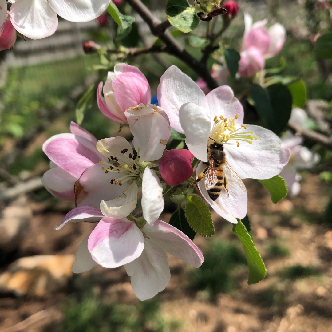 BeeFoster 🐝🌻 tweet media