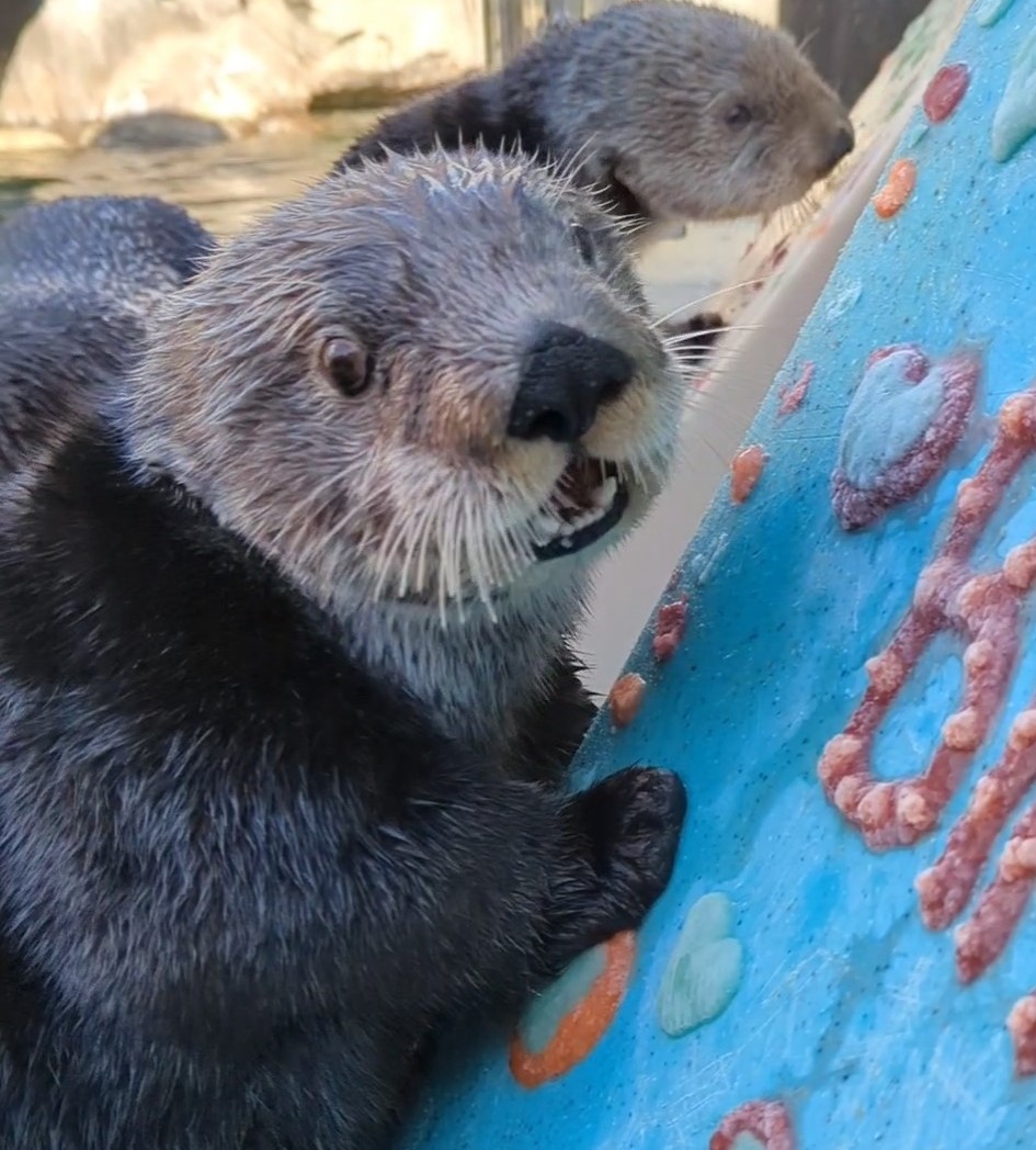 vanaqua's tweet photo. Happy rescueversary to the Ice Queen! 🧊👑🦦 Kunik was rescued near Homer, Alaska in March 2016 and deemed non-releasable by US FWS. She joined us at the Aquarium in November of that year. Make sure to say hi to curious Kunik if you're visiting on her special day! #vanaqua #mmr https://t.co/QlMHbkU8ST