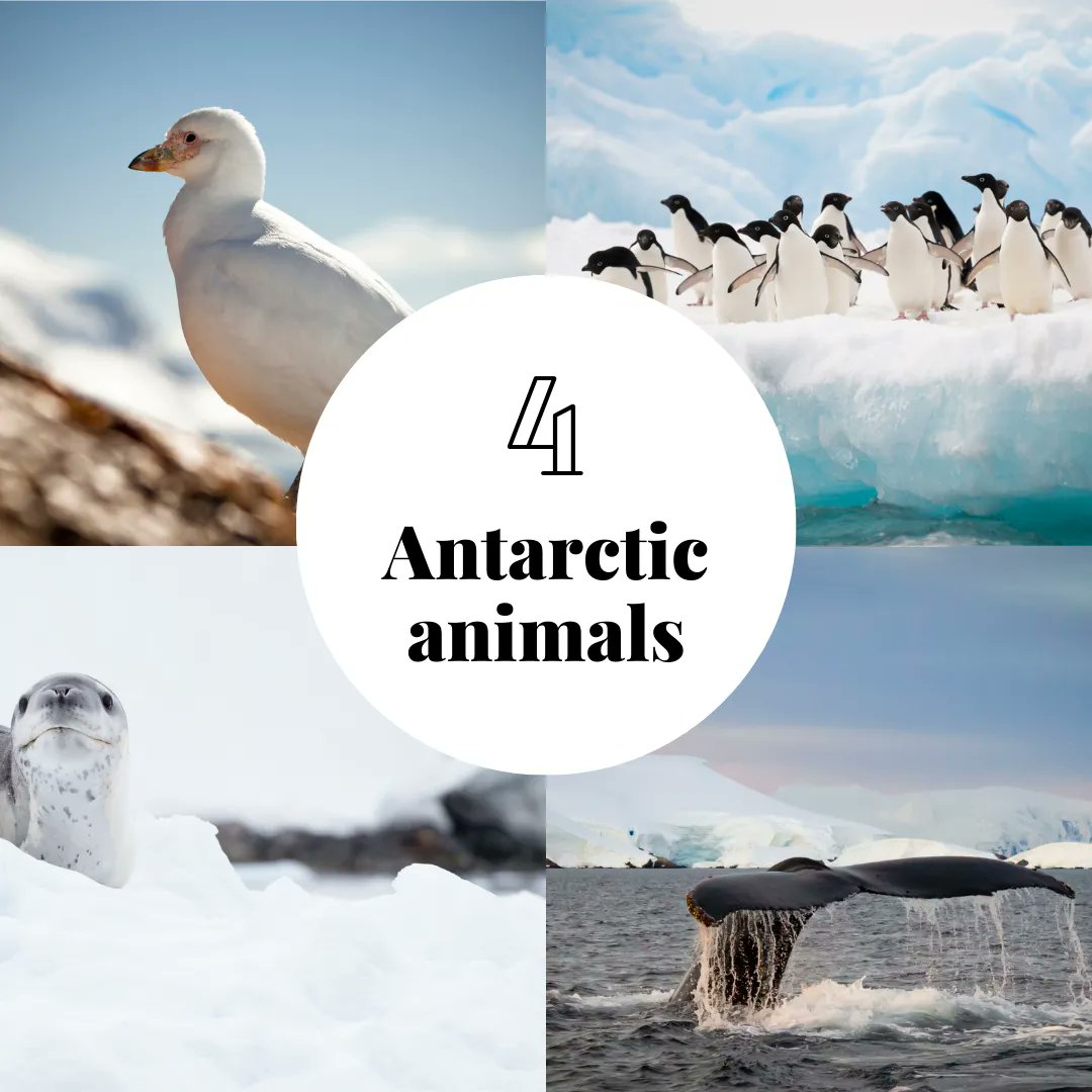 tcweeklyAU's tweet photo. Discover the amazing animal encounters you can have on a trip to the Antarctic. Read more in the latest issue of Keep Dreaming: https://t.co/LT3RjfZUEI https://t.co/1xRklsiQ2q