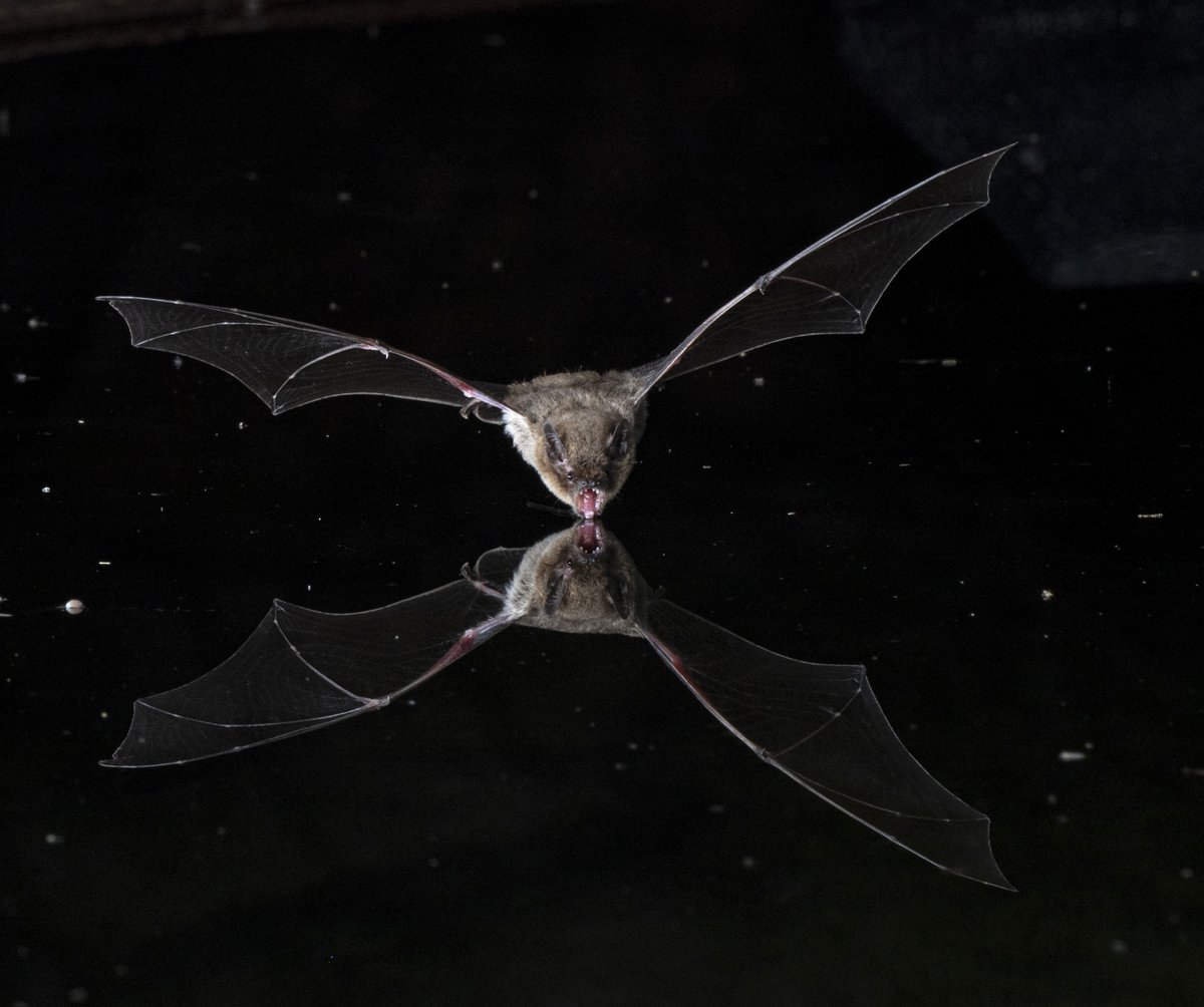 IBRC 2022 (@ibrc2022) on Twitter photo Upcoming deadlines! Time flies, just like this Neoromicia zuluensis. IBRC/NASBR Abstract submission deadline is only a month away (May 1). The workshop proposal deadline has been extended to April 20. Ideas for a workshop? Donāt hesitate to reach out conference@ibrc.org. Upcoming deadlines! Time flies, just like this Neoromicia zuluensis. IBRC/NASBR Abstract submission deadline is only a month away (May 1). The workshop proposal deadline has been extended to April 20. Ideas for a workshop? Donāt hesitate to reach out conference@ibrc.org.