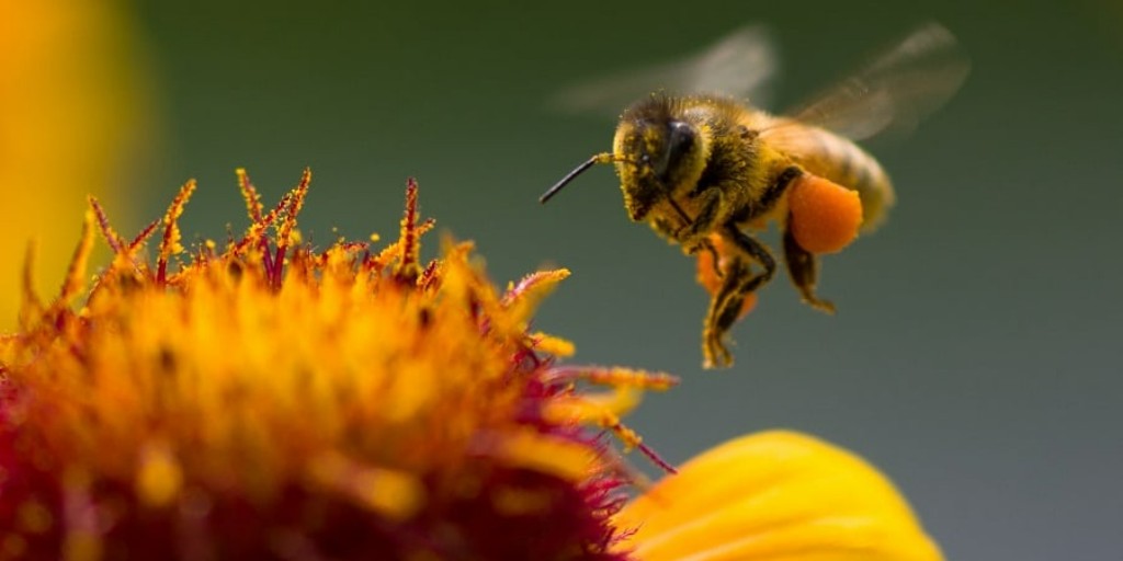 Honeybees 🐝 are one of the most beneficial creatures to our planet. These tiny insects help humans provide food for the whole world.  

Learn more about why honeybees are beneficial to humans here: ow.ly/LewL50Ix4WV  

#NorthwestExterminating #TrustTheMouse #SaveTheBees
