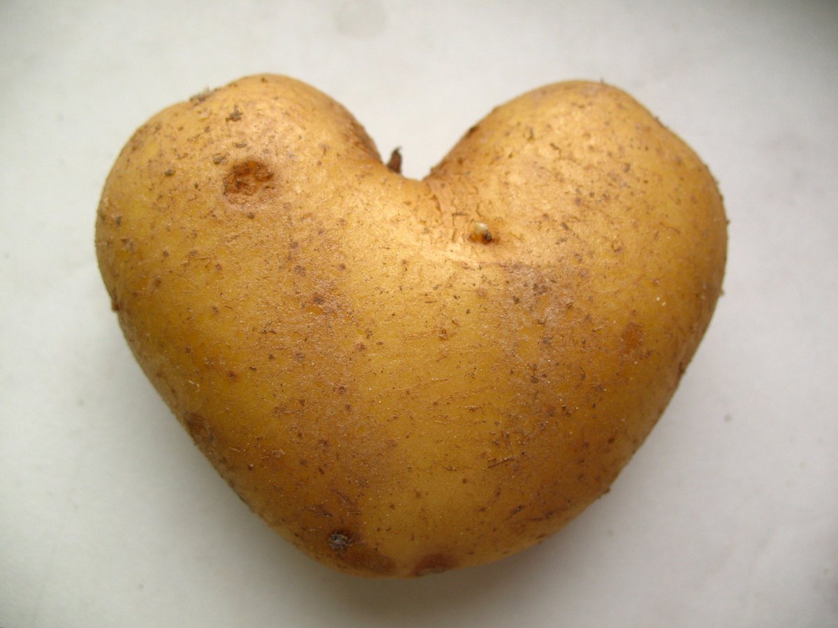 NCAgriculture's tweet photo. It's National Tater Day! Farmers across our state work hard to grow this versatile vegetable every day. Whether you enjoy them baked, fried or as potato chips, be sure to stock up from a local farmer today. What is your favorite way to cook them? #BuyLocal #NCAgriculture https://t.co/09I7XuDQeu