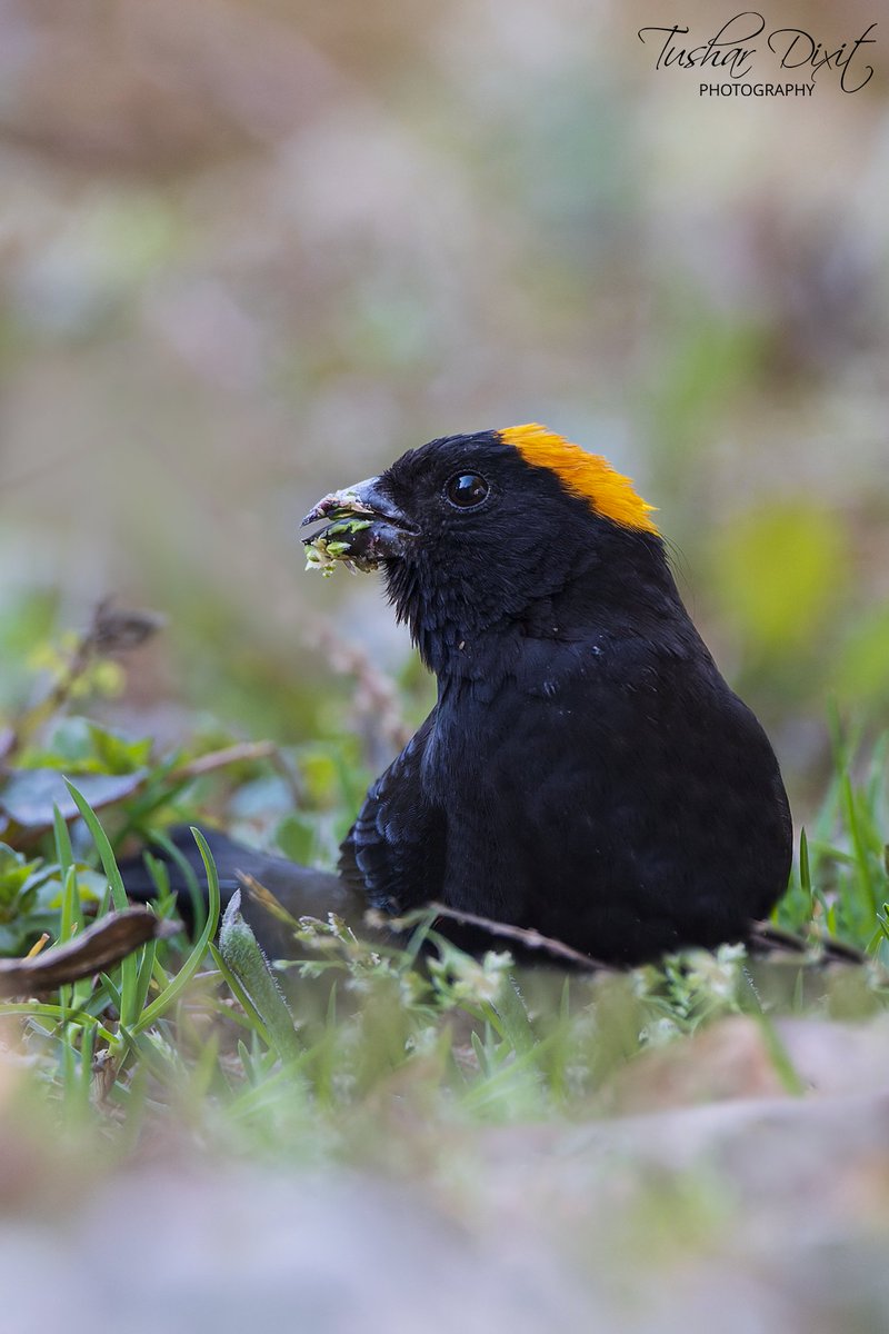 TMDixit's tweet photo. Coming next is a Gold-naped Finch. This guy was so engrossed in collecting grass seeds that it did not bother noticing our presence at all! #IndiAves #TwitterNatureCommunity #BBCWildlifePOTD #BirdsSeenIn2022 #birdphotography #birding #NorthEastIndia #AtoZBirds https://t.co/Yga7EynOge