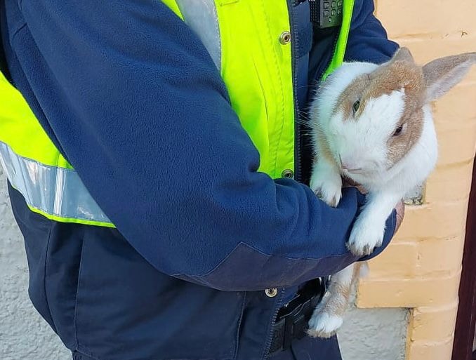 This morning Clonmel Gardaí located this rabbit who had found itself stuck behind the grill of a vehicle. The not so happy bunny had hitched a ride from somewhere unknown and is now looking to be returned home. Please share so we can get Mr/Mrs Bunny home to its owner🐰