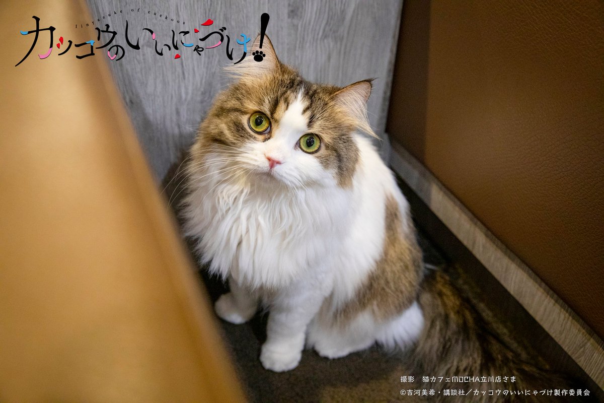cuckoo_anime's tweet photo. 🐱#エイプリルフール 🐱

エイプリルフール企画
🐱「カッコウのいいにゃづけ！」🐱
お付き合いいただき誠に有難う御座いました🐱

皆さんに癒しをお届けしたのは猫カフェMOCHA立川店の猫達。是非会いに行ってみて下さい🐱

TVアニメ「＃カッコウの許嫁」は4/23より放送！
https://t.co/iCjOjIkNtu https://t.co/005jy6TrKV