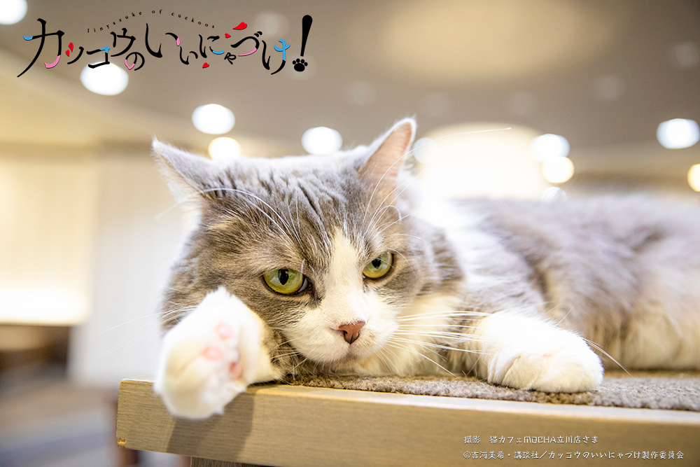猫カフェmocha Catcafemocha Twitter