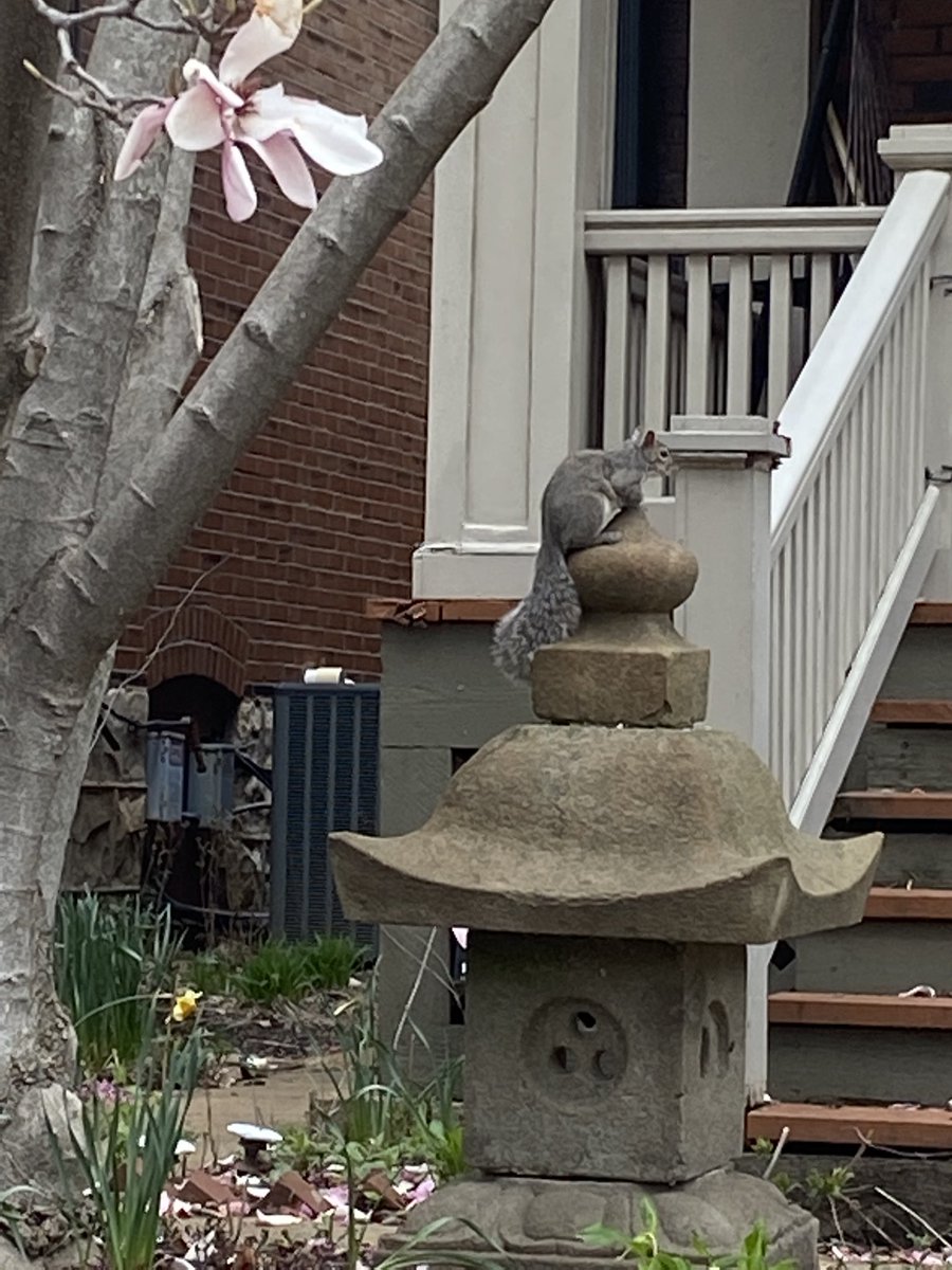 I feed this squirrel. His name is Scamper. We have been acquainted for two or three years now. He prefers sunflower seeds. I get him an expensive blend with optimum squirrel nutrition and add extra sunflower seeds. https://t.co/o7FwCE118V