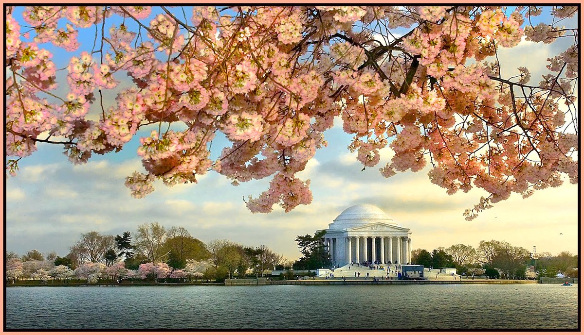 bilbowden's tweet image. Looking for things to do this weekend? Check out the 2022 Cherry Blossom Festival in D.C., runs to April 17. Temps around 60 and no rain. You and millions of your best friends can head to the Tidal Basin to see scenes like this from a few years ago. @CherryBlossFest