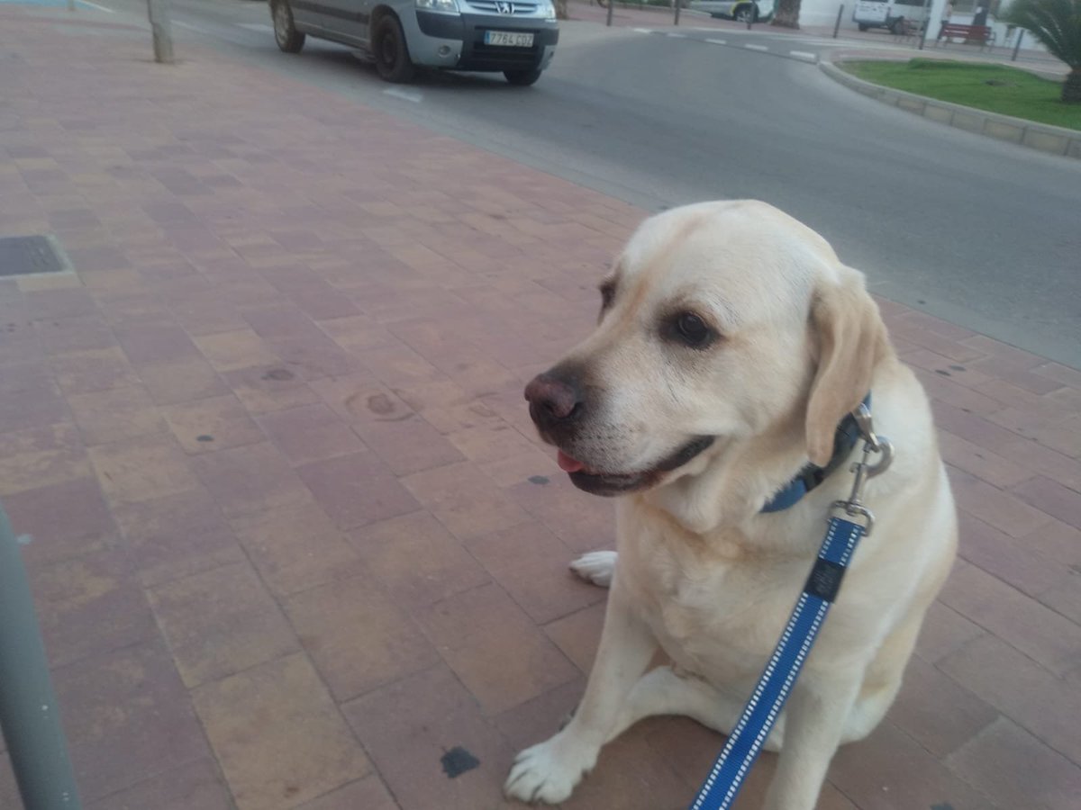 siviaromera1's tweet photo. MADRID URGENTE
Su dueña se está muriendo y quiere qué sus animales estén con buenas familias
Los gatos pido adopción conjunta, son machos
El perro tiene 9 años
Los 3  súper buenos 
699660486 https://t.co/TPWCjejSuH