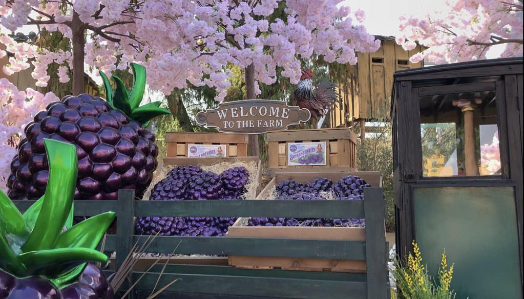 Some more photos from the farm 🍇 #knottsberryfarm #knottsboysenberryfestival 
—
(New Knott’s Boysenberry Festival video will be up later on the ScrubbleTea YT channel)