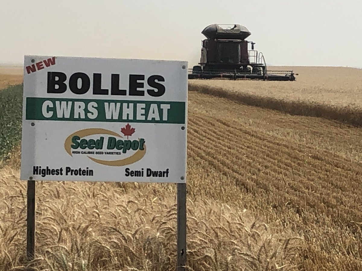 Bolles HRS wheat heading out to a field today. On our farm, it’s been the best variety under irrigation with excellent lodging resistance, high yield and protein. <a href="/SeedDepot/">Seed Depot</a>