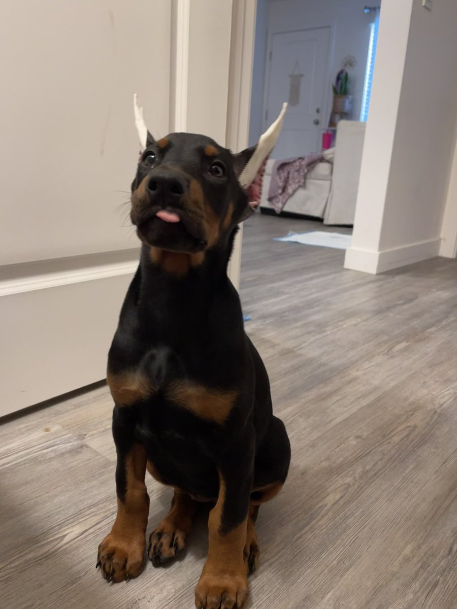 Cassslester's tweet photo. My little protector 🐾✨😈 https://t.co/yoRd6GGtJq