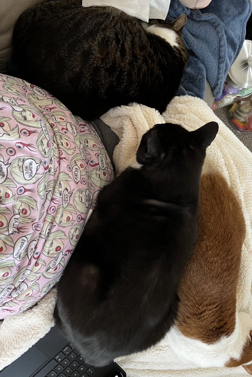 CutieFurs's tweet photo. @FartyCheddarCat You need to learn to share.  We all share mama time. https://t.co/Ja0funfKQS