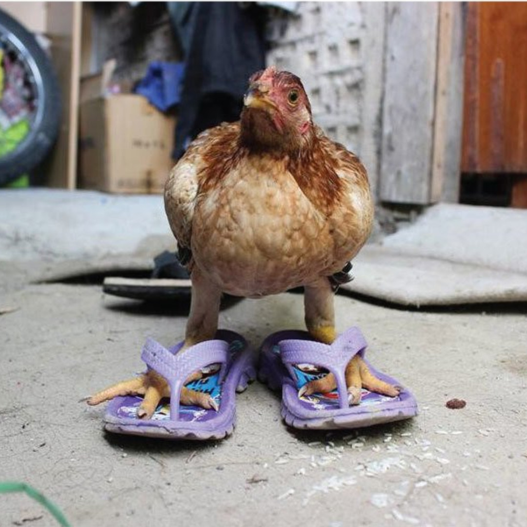 ChickenGuard™ tweet media